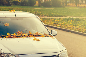 Wall Mural - leaves on the hood of a car close-up