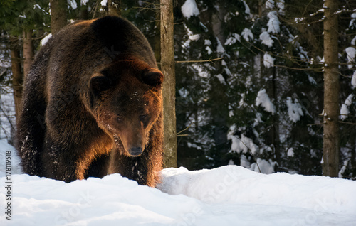 old brown bear walking in the winter spruce forest Poster