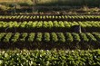 © Wavebreak Media - Fresh vegetables in the field