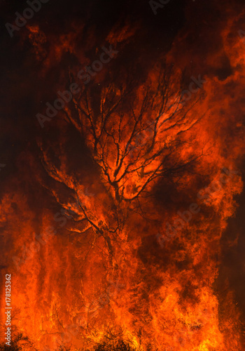 Zdjęcie XXL Sylwetka drzewa połknięte przez płomienie.