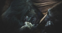 Gorillas Sharing An Intimate Moment
