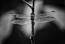 Dragonfly with a broken wing