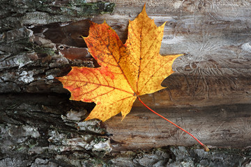 yellow maple leaf on a tree bark background