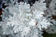 Dusty miller plant background. Cineraria texture. Silver dust in the garden. Selective focus