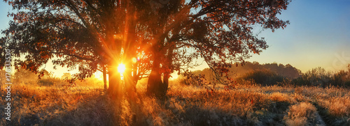 Zdjęcie XXL Panoramiczny krajobraz jesienią. Jaskrawi sunrays przez gałęziastego drzewa na łące. Sceneria jesień natura dla sztandaru. Żywe promienie słoneczne przez duże drzewo. Kolorowa natura na wschodzie słońca.