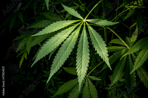 Plakat Gąszcze roślina marihuana na ciemnym tle. Selektywna ostrość.