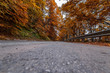 autumn road.