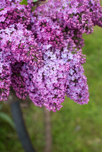 Lilacs On A Vintage Bicycle