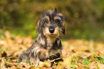 Wall Mural - Dackel im Herbstlaub