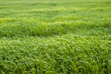 Green field of young wheat.
Horizontal frame. Bright green young sprouts of cereal in diagonal rows