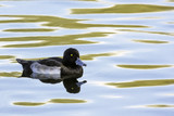 Fototapeta Morze - Tufted Duck swimming - Bedfont Lakes Country Park, London