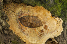 Fallen Tree Leaf Embedded In A Fungus Growing At Base Of Tree