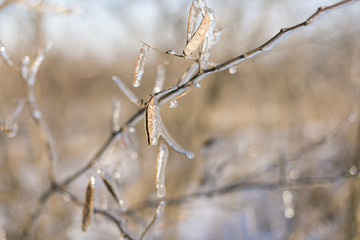 Winter fairy tale, Iced Trees, winter morning