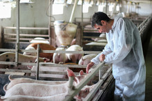 Veterinarian Doctor Examining Pigs At A Pig Farm