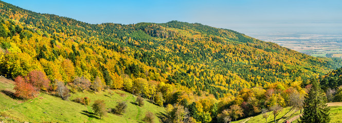 Wall Mural - Colorful autumn landscape of the Vosges Mountains in Alsace, France