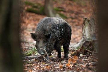Wall Mural - wild boar, sus scrofa, czech republic