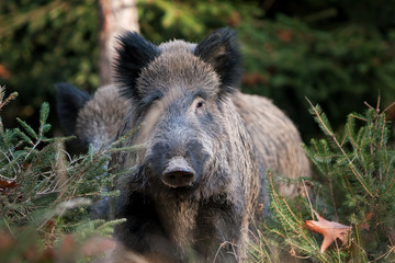 Sticker - wild boar, sus scrofa, Czech republic