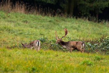 Wall Mural - fallow deer, dama dama, czech republic