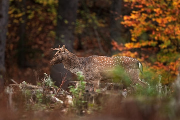 Wall Mural - fallow deer, dama dama, czech republic