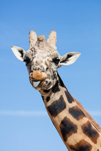 Giraffe Sticking Out It's Tongue
