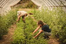 Two Farmers Checking Plants