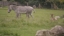 Zebra Family At Wildlife Park, Adult Animals With Young Foal Grazing On Grass