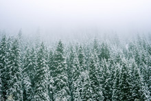 Mountains Winter Forest. Fit-tree Forest Covered In Fog Mist
