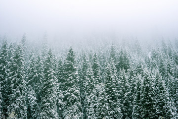 Mountains winter forest. Fit-tree forest covered in fog mist