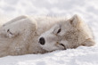 Arctic Wolf Pup Sleepy Time
