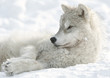 Arctic Wolf Pup 