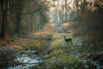 Winter day in forest with snow covered ground and roe deer 