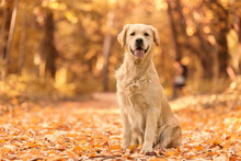 Golden Retriever Dog Relaxing In Autumn Park
