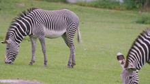  Zebra Family At Wildlife Park, Adult Animals With Young Foal Grazing On Grass