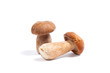 Two porcini mushroom known as boletus edulis isolated on white background.