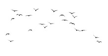 Silhouette Of A Flock Of Birds On A White Background
