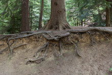 Tree Roots Exposed In Soil