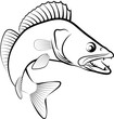Zander fish - clip art illustration