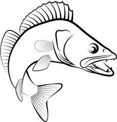 Wall Mural - Zander fish - clip art illustration