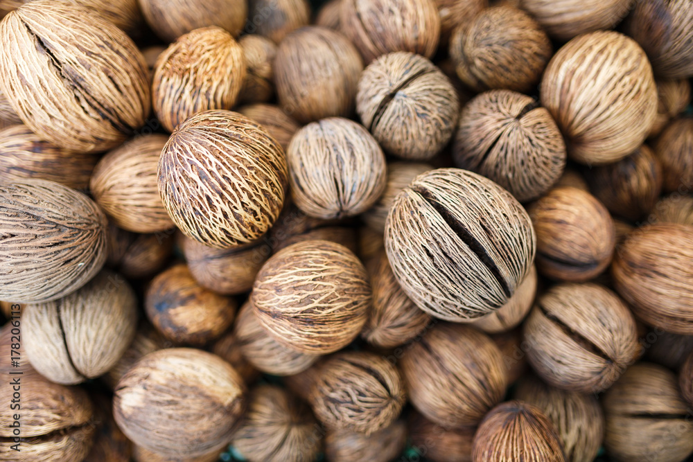Bulbs of Buddha palm tree Stock Photo | Adobe Stock