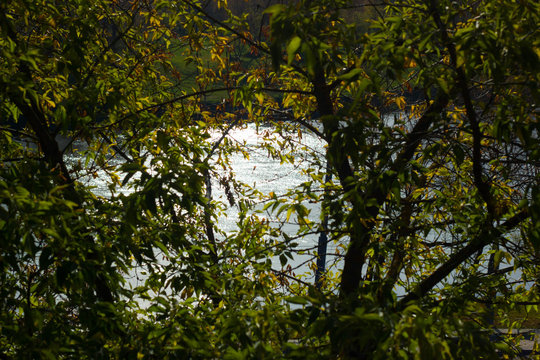 view through trees