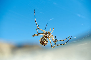 Argiope spider. The genus Argiope includes rather large spiders that often have a strikingly coloured abdomen. These spiders are distributed throughout the world.