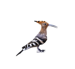 Wall Mural - hoopoe on a white background isolated