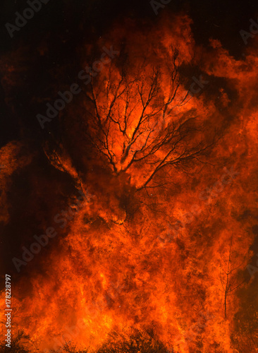 Plakat Sylwetka drzewa połknięte przez płomienie.