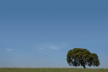 Tree horizon