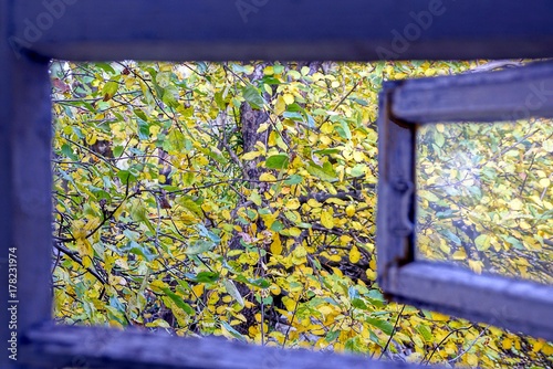 Fotografie, Obraz Открытая деревянная форточка во двор с ветками и жёлто зелёными листьями