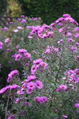 Wall Mural - Settembrini. Aster Frikarti viola in giardino 