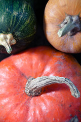 Wall Mural - fresh pumpkin and gourds 