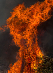 Wall Mural - Flames Power during a Forest Fire.