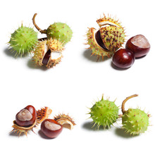 Chestnut Collage Isolated On White Background Closeup