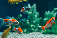 Yellow And Red Goldfish Swimming In Aquarium